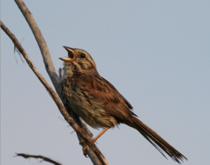 サウンドスケイプガイドライン